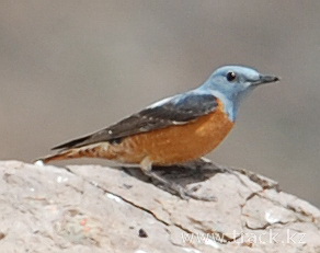 Пестрый каменный дрозд Monticola saxatilis turkestanicus